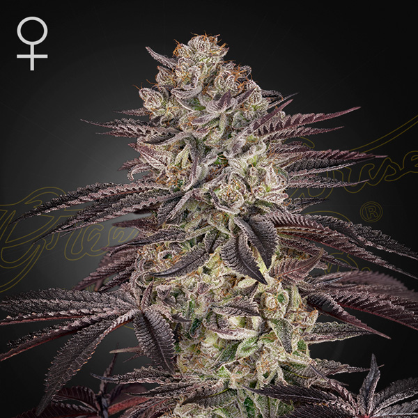 Biscotti Auto > Greenhouse Seeds | Autoflowering Cannabis   |  Hybrid